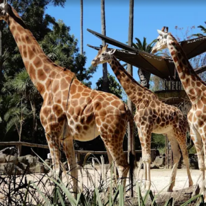 Family Christmas Function - Mebourne Zoo - 29 November 2026